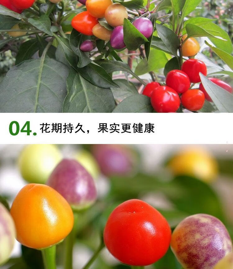 四季可播辣椒种子七彩椒五彩椒朝天椒室内阳台盆栽蔬果种五彩甜辣椒
