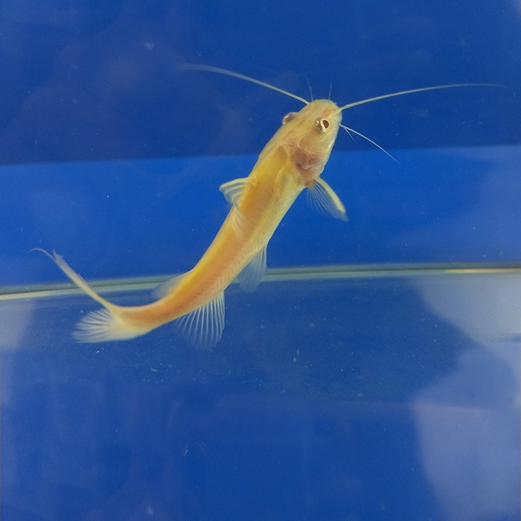 金丝猫鱼活体活鱼黄金招财猫鱼短身球体新手热带鱼龙鱼配鱼客厅办公室