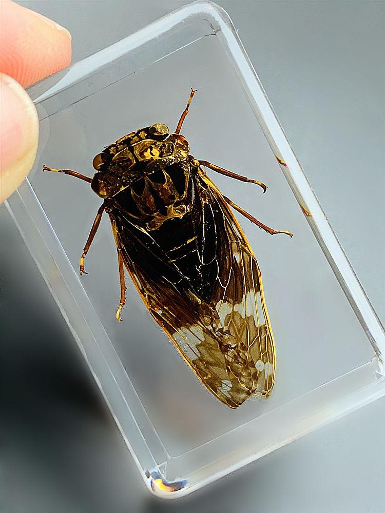 新品仿真昆虫标本树脂海洋动物标本金龟子蚊子螃蟹甲虫蜘蛛幼儿园银色