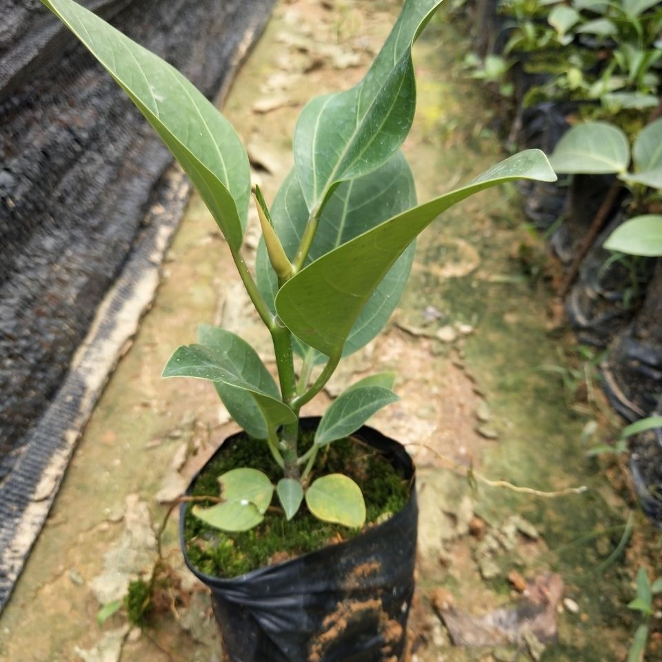 正宗高山榕树苗大叶榕苗大青树马榕富贵庭院绿化常绿地栽植物高山榕