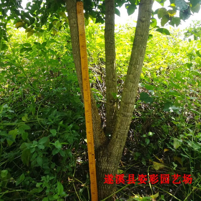 三杆幌伞枫富贵幸福树鸭脚木室内大树桩观叶盆栽绿植净化空气三杆树头