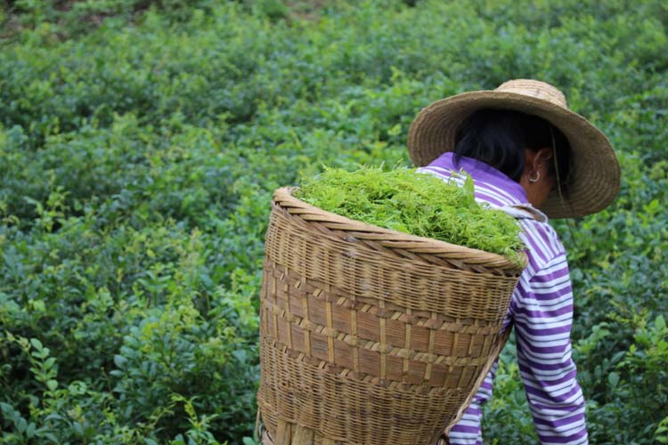 5折野生莓茶张家界咽喉茶500g土家龙须嫩芽尖霉茶正宗长寿藤茶铁罐500