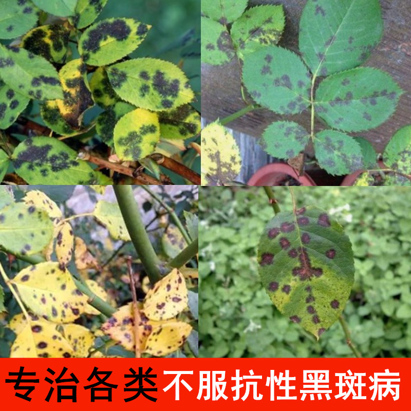 林之福月季抗性黑斑病防除套装多肉花药多菌灵代森锰锌炭疽病白粉病