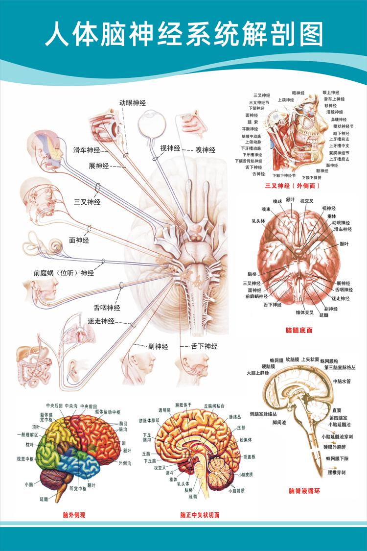 医院科室挂图 头部脑神经人体解剖结构示意图大脑血液