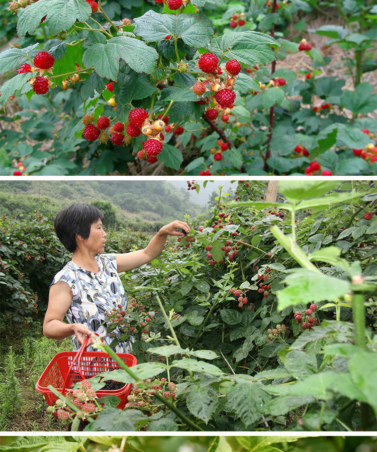 野生双季树莓覆盆子树苗树莓苗黄红树莓苗南方北方地栽盆栽果树苗 黑