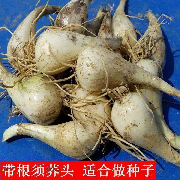 农家新鲜现挖荞头种子茭头生叫头藠头教头泡菜乔头种植用1斤1斤带根须