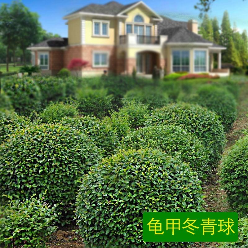 黄杨球红叶石楠树苗红花继木球状绿化庭院花卉大植物风景树工程苗洒金