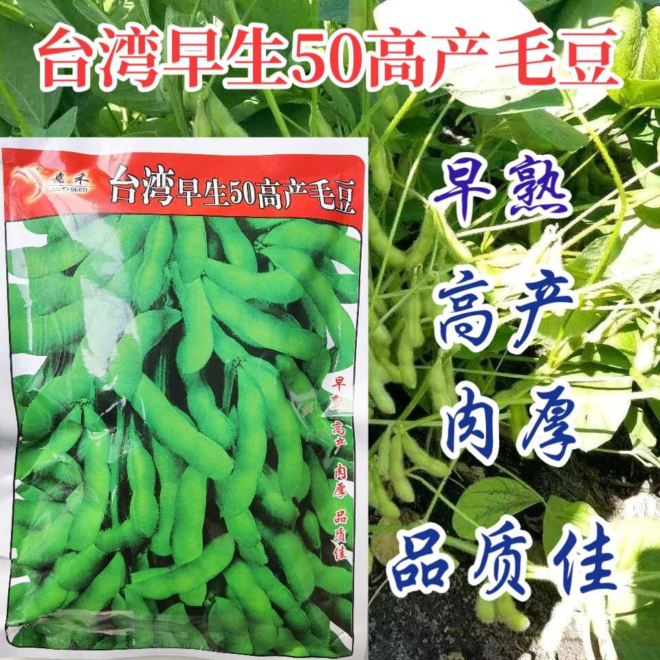 早生50毛豆种子特早熟50天高产毛豆种子951青豆黄豆毛豆种子500克分装