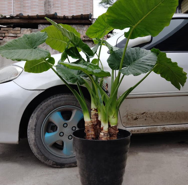 现货现发大叶滴水观音盆栽霸王芋老桩客厅盆景室内绿植花卉水土培吸3