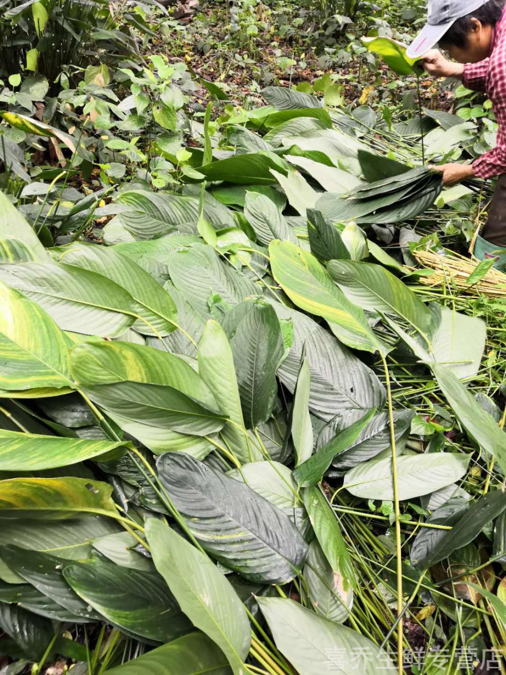 广西大粽叶新鲜现摘粽子叶裹蒸粽冬叶箬叶柊叶肇庆裹蒸粽叶小叶1015