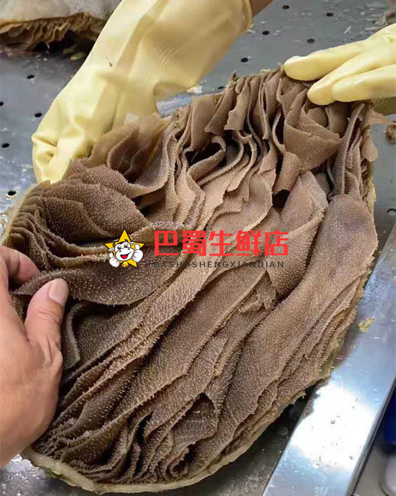 新鲜黑千层肚批发商用脆毛肚整个带底板牛百叶火锅自助餐食材丽鲜玫黑