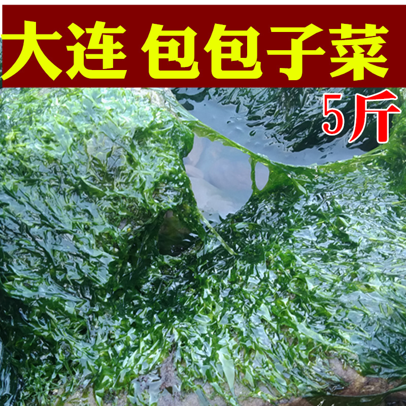 大连海菜2500g海麻线海清菜包包子菜无沙海绿菜