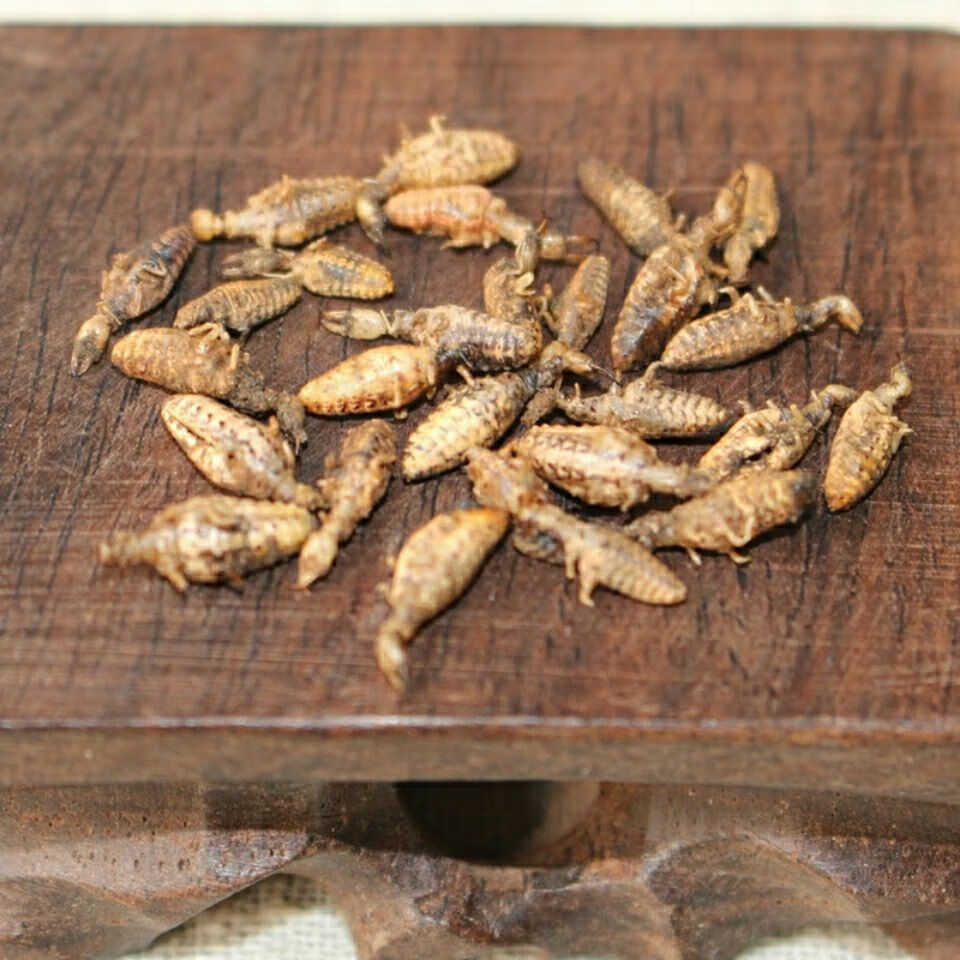 金沙牛中药材地牯牛整只倒退虫蚁狮金砂牛特级水洗金沙牛粉金沙牛40克