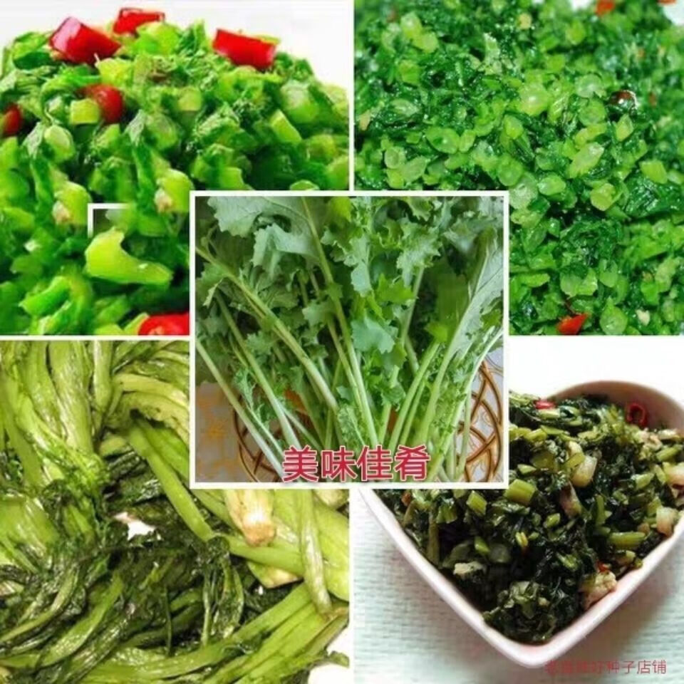 现挖雪菜新鲜雪里蕻菜九头芥可腌制雪里红咸菜新鲜蔬菜5斤超值装