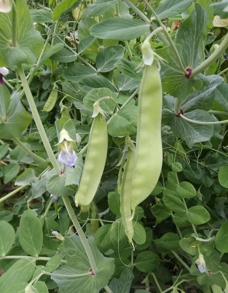 云南高山荷兰豆甜脆豌豆荚豆蔬菜新鲜现摘软荚豌豆扁豆甜豆壳豌豆精选