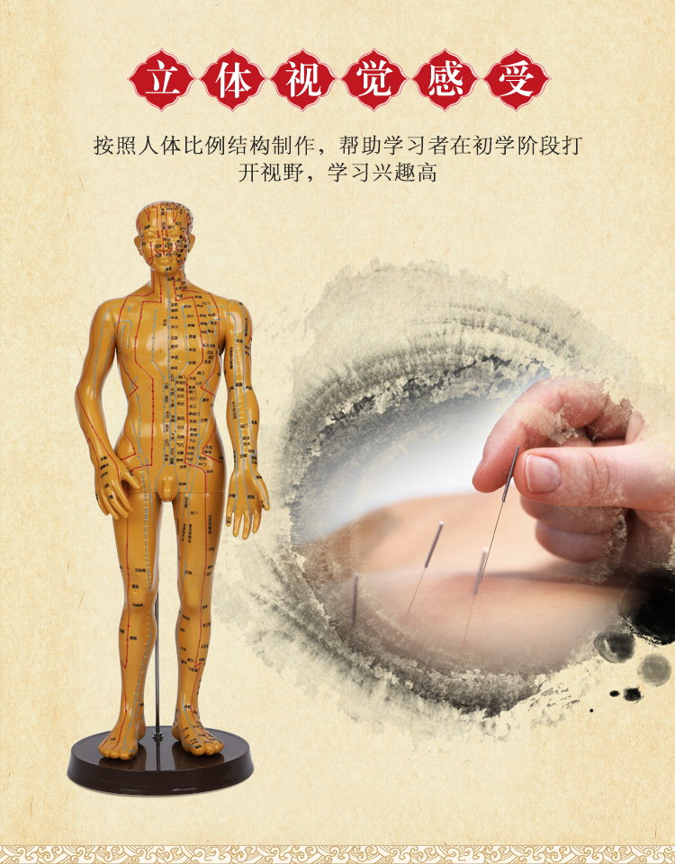 人体经络穴位图模型中医学针灸穴位人体模型全身男女小铜皮人模特60cm
