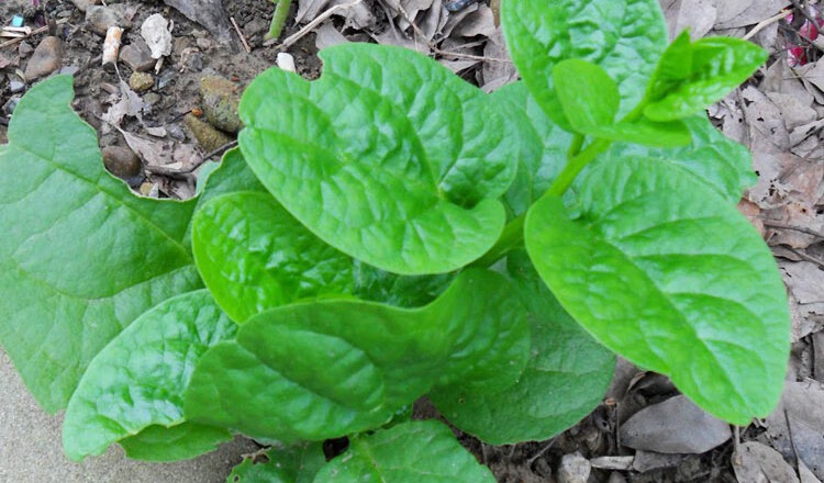 木耳菜种子多次采收豆腐菜野菜庭院阳台菜园子盆栽四季播蔬菜种籽