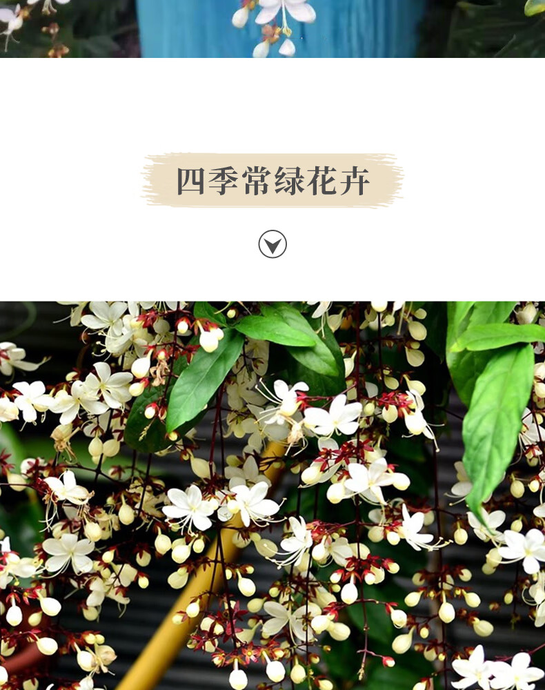 垂丝茉莉花盆栽垂枝茉莉绿植白玉蝴蝶开花清香垂茉莉大苗垂丝茉莉120