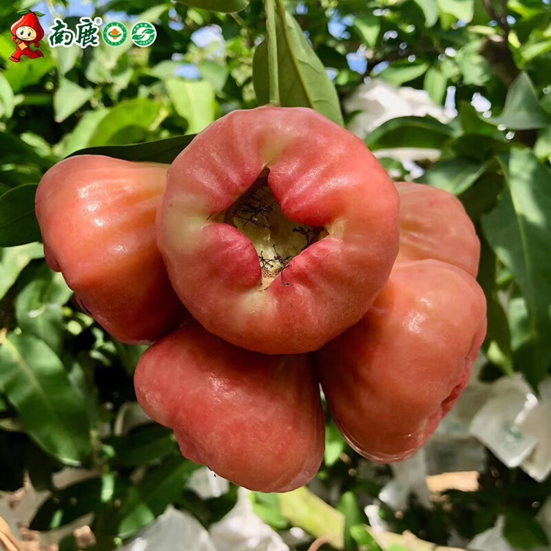 三亚南鹿一号南鹿牛奶莲雾新鲜水果莲雾个大3斤顺丰