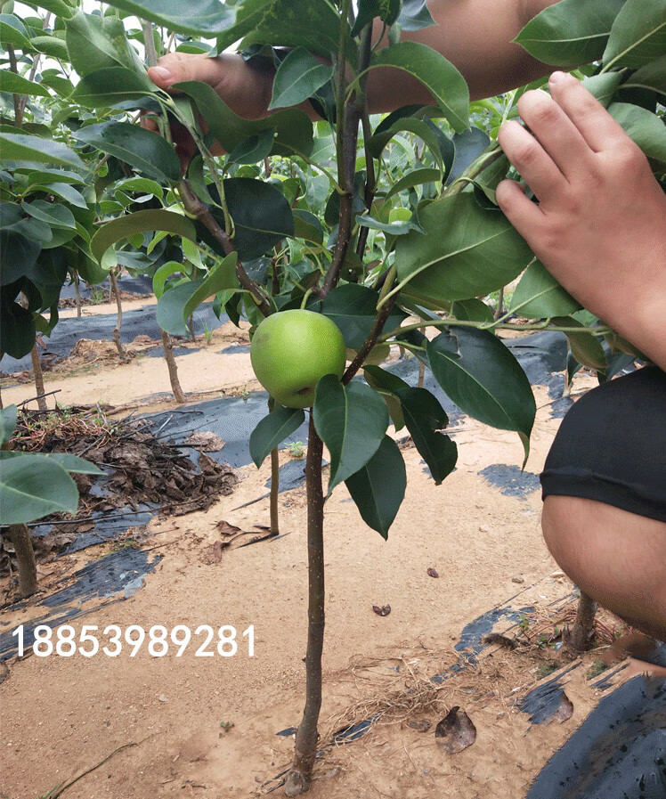 梨树果苗地栽南方北方种植当年结果早酥红梨特大果树苗嫁接梨树苗红香