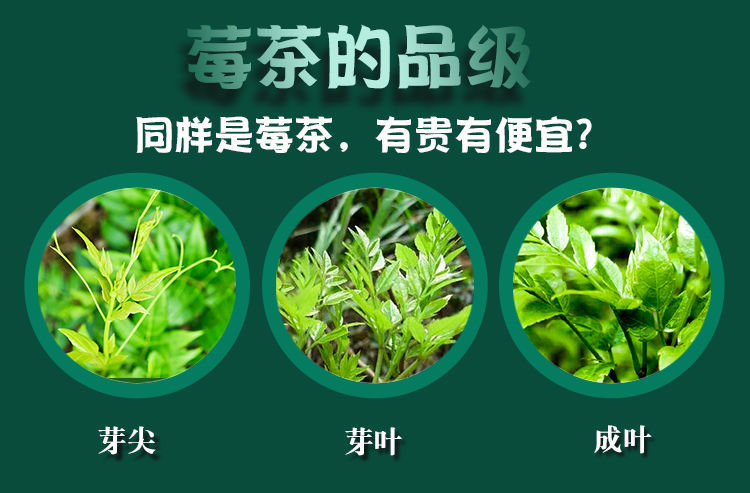 125克/罐 芽尖莓茶张家界咽喉湘西永顺龙须土恩施来凤富硒藤茶 200克