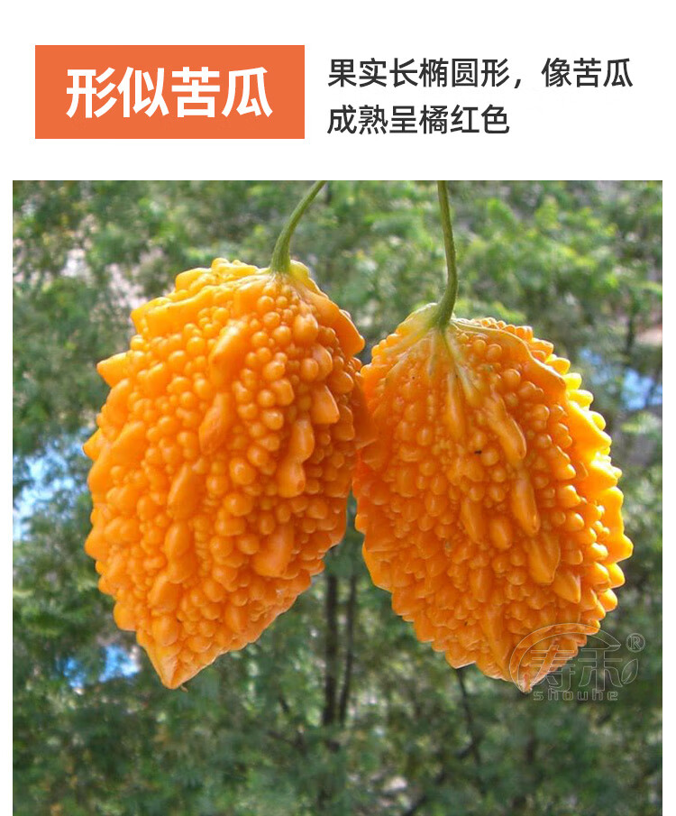 寿禾金铃子赖葡萄金癞瓜种子种籽苗四季金玲子秧苦瓜幼苗蔬菜孑癞秧苗