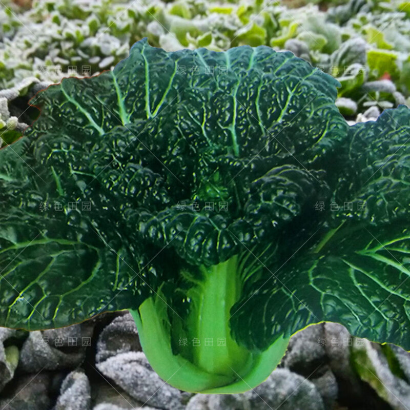 寒青菜种子秋冬耐寒四季播蔬菜籽农家阳台种植乌塌菜黄心乌孑德赛黄金
