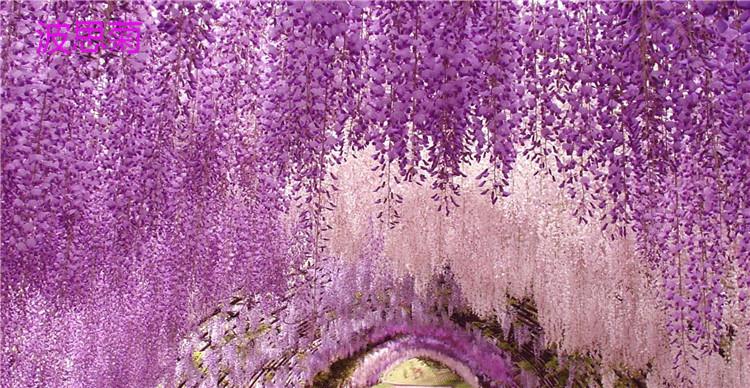 qcdd新采紫藤花种子 紫藤豆藤花子紫金藤子 长穗紫藤花种子日本长穗花