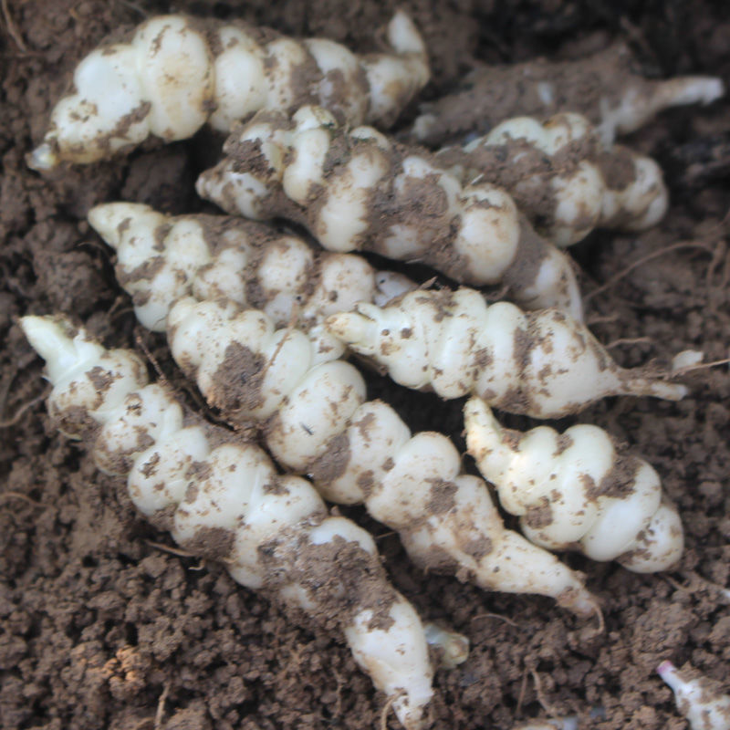 新鲜螺丝菜地环宝塔菜玉环甘露种子地溜葫芦农家应季蔬菜现挖现发净重