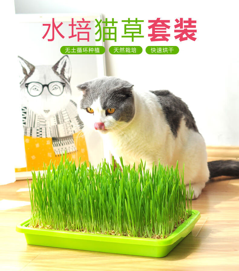 猫草水培种植套装猫草种子天然猫草猫零食化毛去毛球猫咪用品种子500