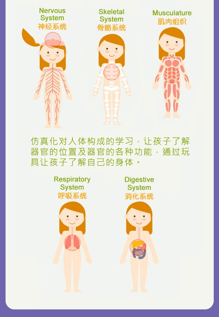 早教diy组装人体仿真骨架骨骼器官解剖骨架器官模型含骨骼器官可拆卸