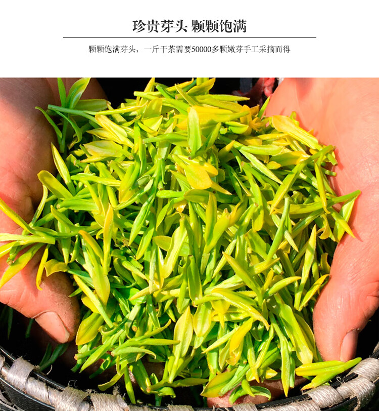 广元黄茶50克散装广元木门特产手工黄金芽茶山茶叶