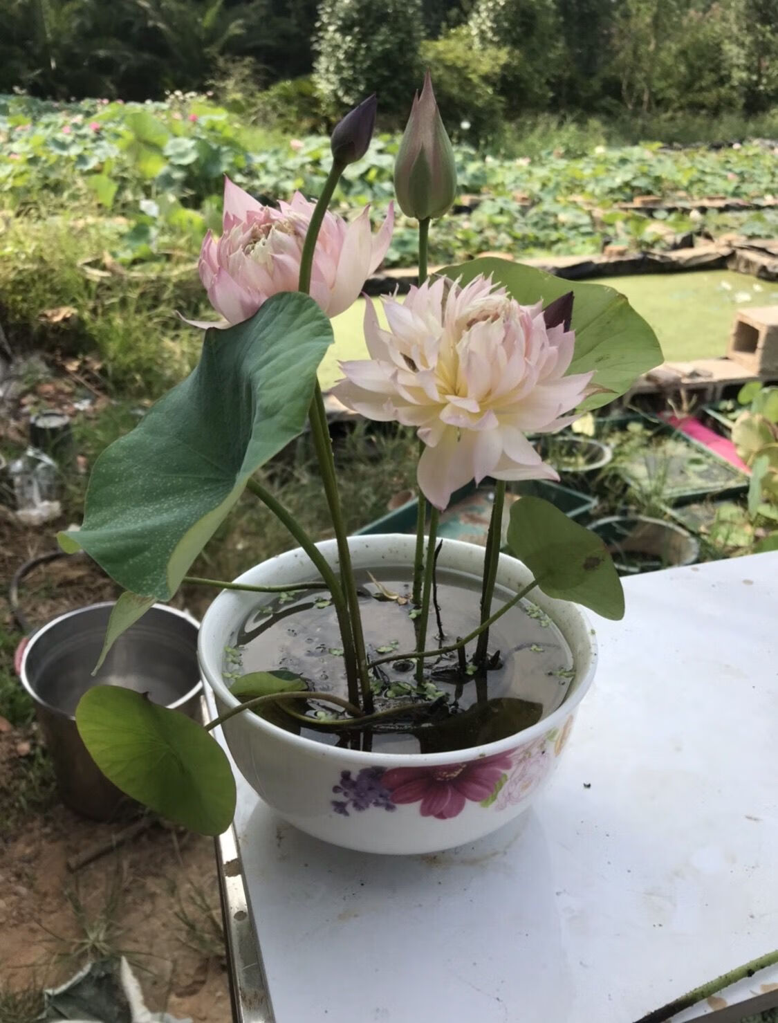 涞思芊轻奢碗莲微型小品盆栽荷花莲花碗莲种藕或小苗