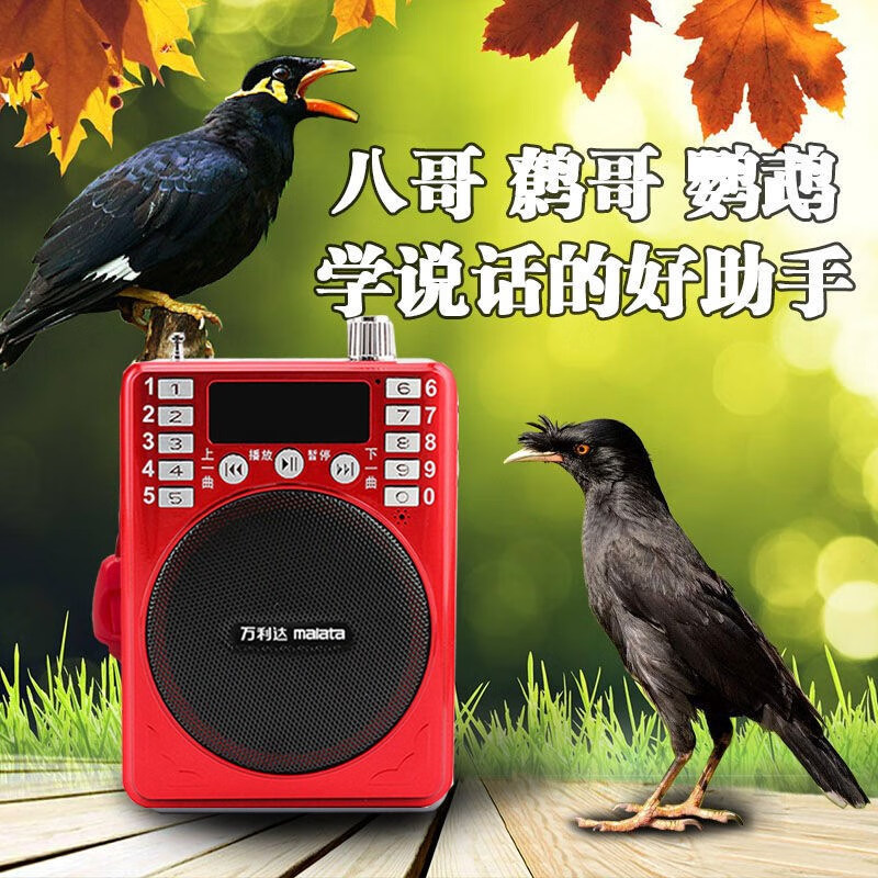 小鸟学话机教学机快速教八哥学话机小鸟学说鸟叫声训练鹦鹉宠物用品