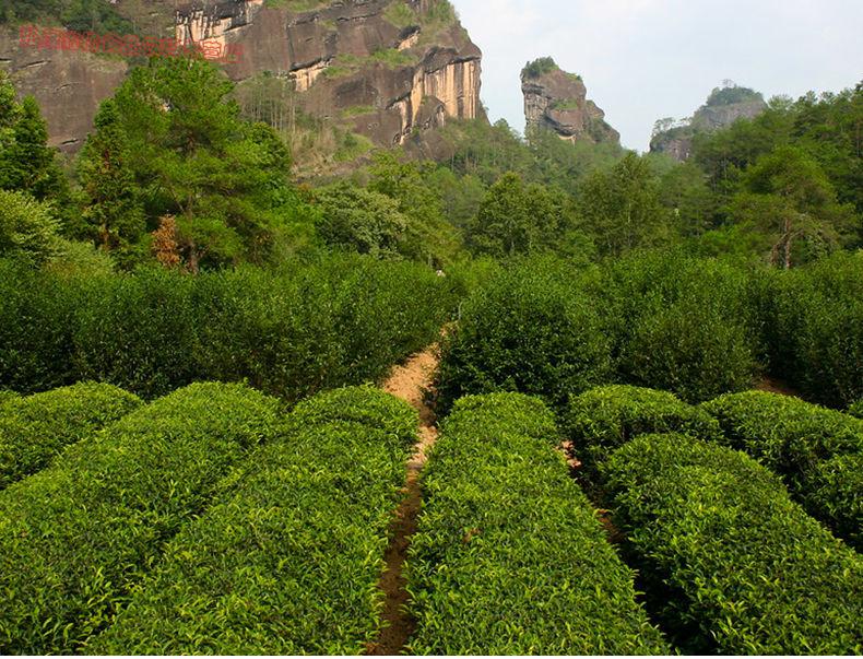 武夷岩茶肉桂武夷山大红袍浓香型茶乌龙茶叶新茶批发礼盒装送礼浓香型