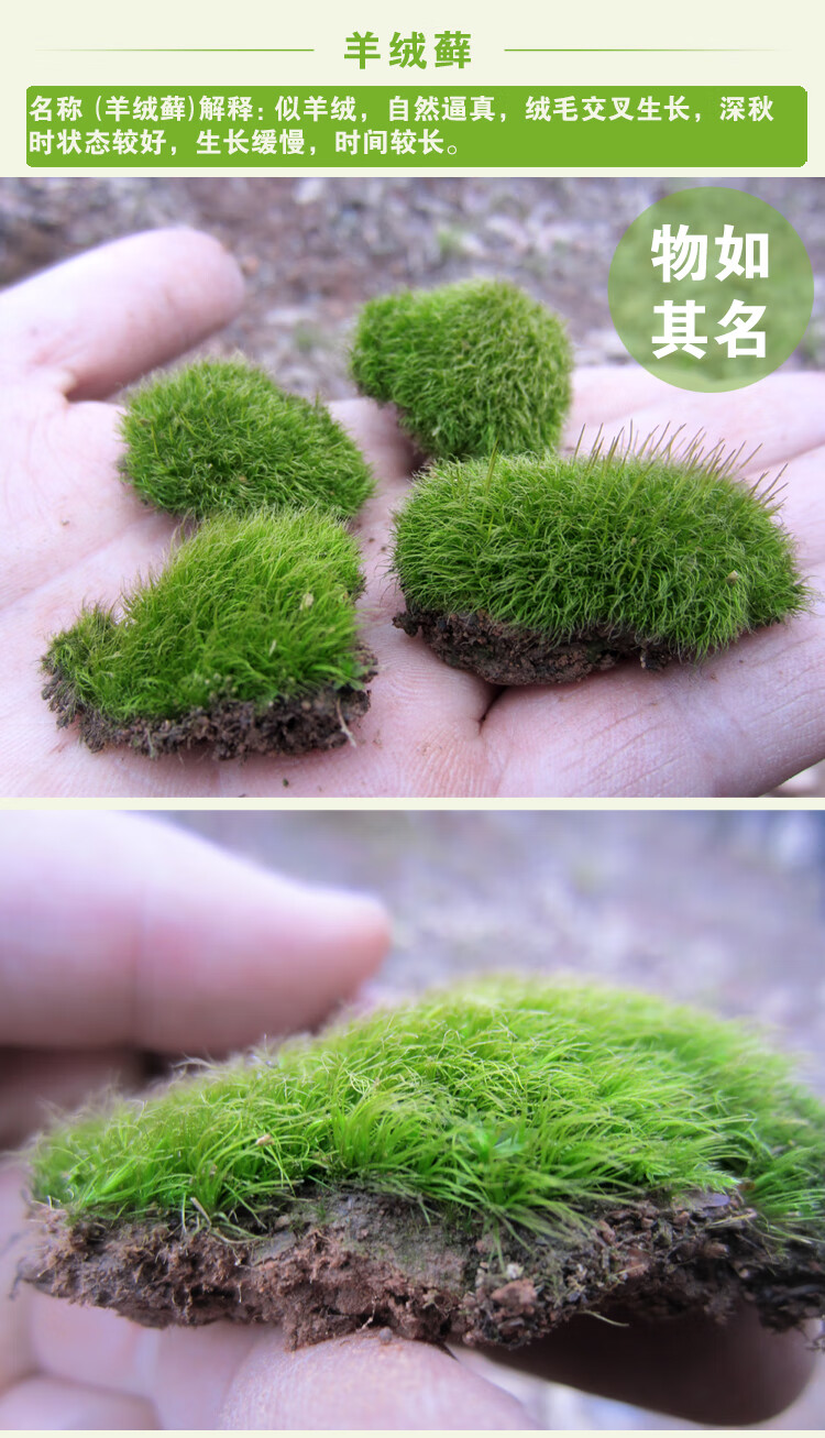 苔藓种子苔藓孢子粉青苔种籽吸水石草籽盆栽盆景上水石假山植物苔藓