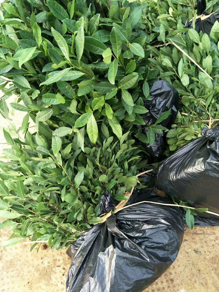 纳邦茶叶苗南方种植龙井茶叶树苗安吉白茶茶叶苗铁观音茶树苗绿茶绿茶
