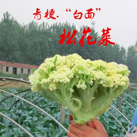 现货直发散花菜青梗松花菜新鲜蔬菜花椰菜花菜球白菜花时令自种菜花