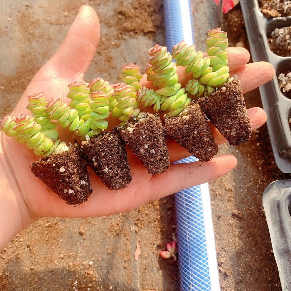 钱串锦多肉植物进宝盆栽前程似锦肉肉花卉盆栽吸甲醛彩色钱串锦1015头