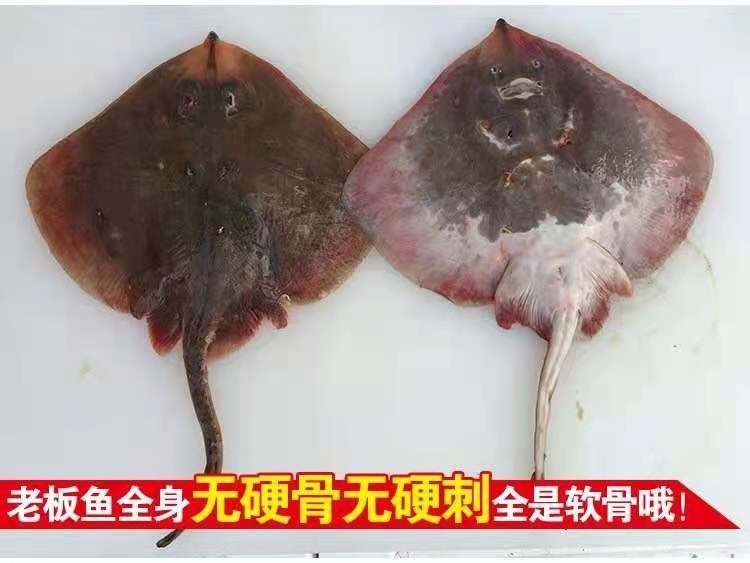 魔鬼鱼新鲜瑶鱼孔鳐鱼老头鱼冷冻鲽鱼海鲜水产克雷蒙整条带肝带肚发货