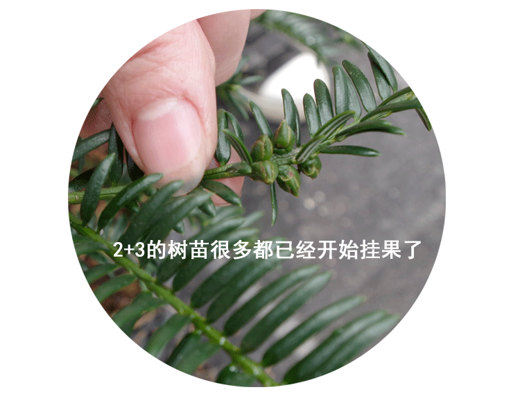 文静花坊香榧树苗香榧苗香榧果树苗嫁接苗雄苗雄树名贵树苗榧子苗诸暨