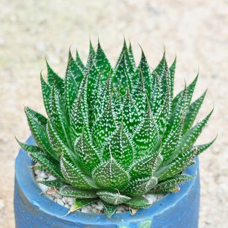 现货现发波露多肉植物大棵雪花芦荟净化空气绿植不夜城芦荟盆栽3颗5