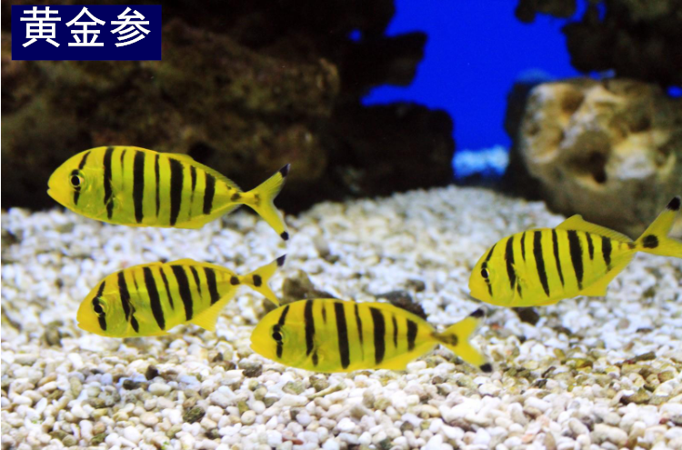 海水鱼活体活物黄金参红边鱼老鼠斑群游海水缸宠物鱼珊瑚缸家养办公室