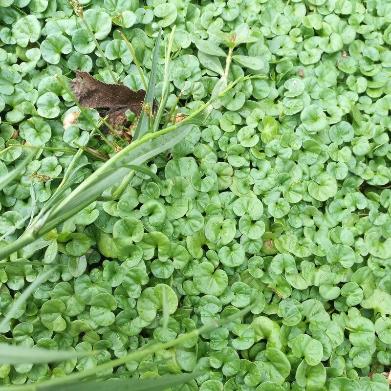 金钱草四川小叶金钱草干品材金钱草茶溶石草马蹄金500g