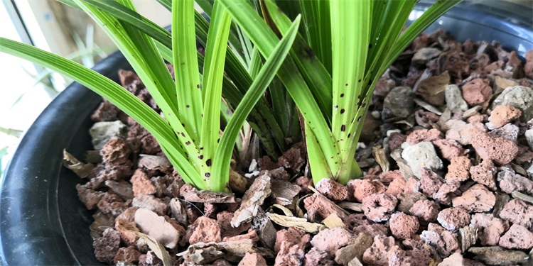 兰花黑斑病专用药白绢病多菌菌灵剂蝴蝶兰君子兰己唑哼嘧菌睿丹熙30g
