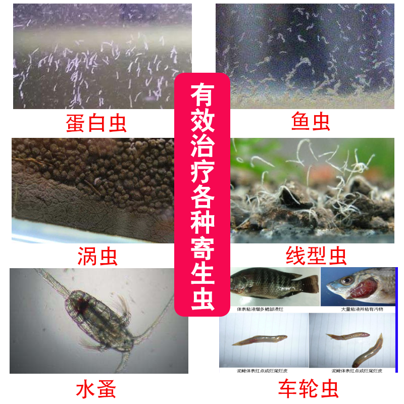 鱼缸水族鱼用杀虫杀菌消毒杀蛋白虫鱼虱体外寄生虫鱼缸鱼药杀虫药80g