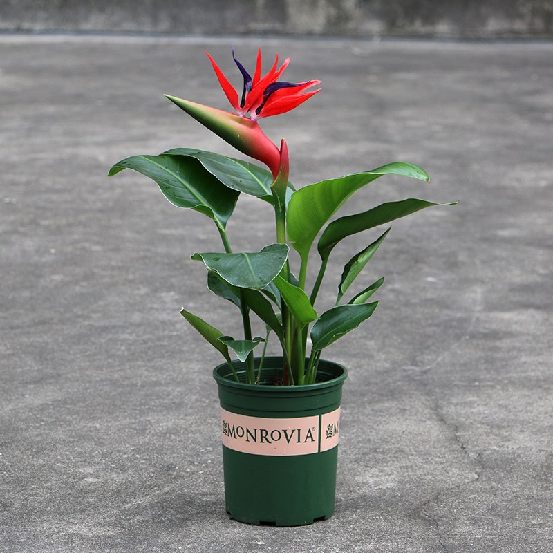 天堂鸟中大型绿植盆栽绿色植物花卉室内花卉客厅欧式大厅花 火玫瑰