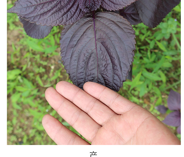 湖南正宗两面红紫苏叶食用新鲜紫苏苗盆栽紫苏籽种子种植阳台花园两面