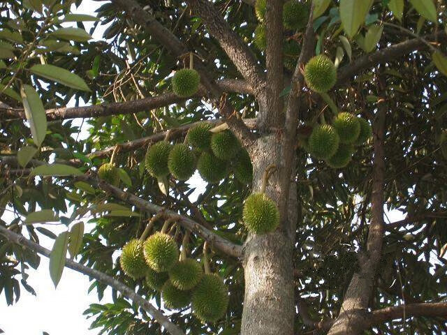 果树苗榴莲苗泰国榴莲树苗嫁接金枕头南北方种植盆栽苗当年结果树苗3