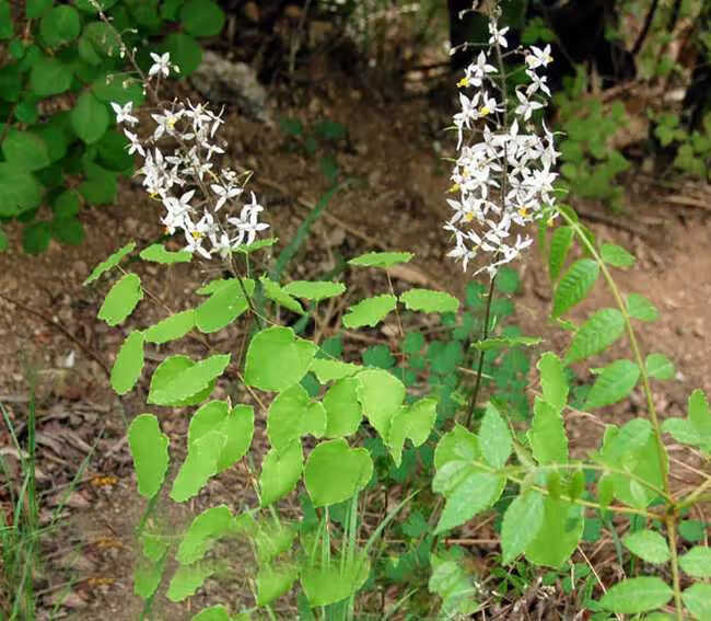 野生淫羊藿种子三枝九叶种子庭院阳台盆栽种植纯野生淫